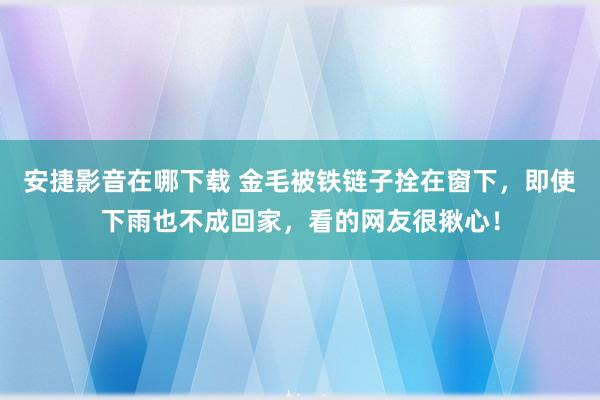 安捷影音在哪下载 金毛被铁链子拴在窗下，即使下雨也不成回家，看的网友很揪心！